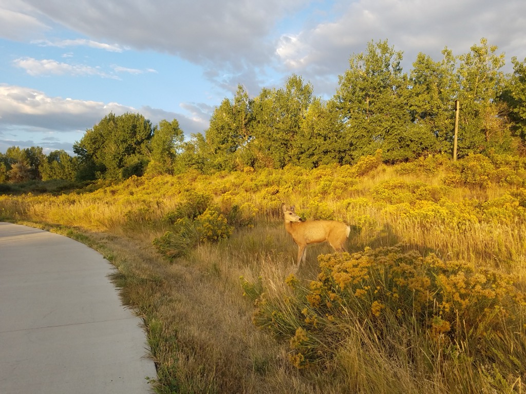 A mule deer beside a paved trail through golden prairie grass near Parker